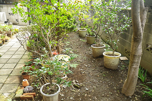 株式会社木むら造園の施工事例　A邸（高麗芝）