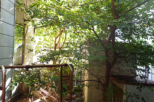 株式会社木むら造園の施工事例　伐採除草